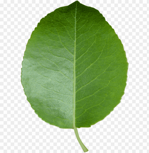 eel n stick poster of leaf green leaf transparent - leaf transparent CleanCut Background Isolated PNG Graphic