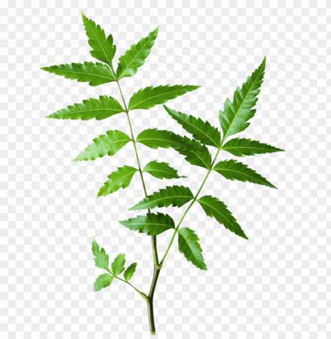 eem - himalaya neem leaves PNG for web design