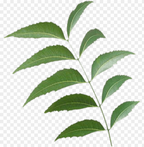eem leaf - neem tree leaf PNG images with no watermark