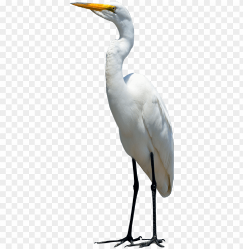 egret bird transparent image - crane bird PNG Graphic Isolated on Clear Background Detail