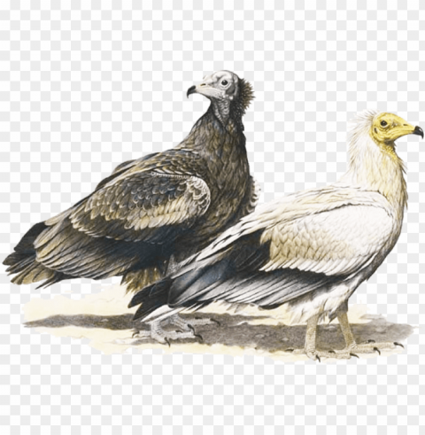 egyptian vulture - egyptian vulture illustratio PNG transparent photos for design