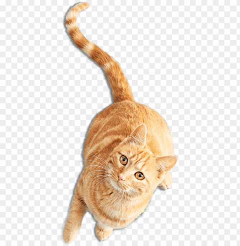 el sitio purrrfecto para los amantes de los gatos - gatos PNG images for editing