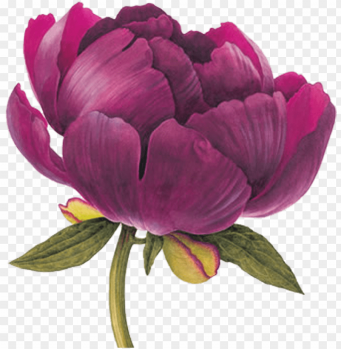 element pinterest flowers watercolor - botanical peony drawi PNG Illustration Isolated on Transparent Backdrop