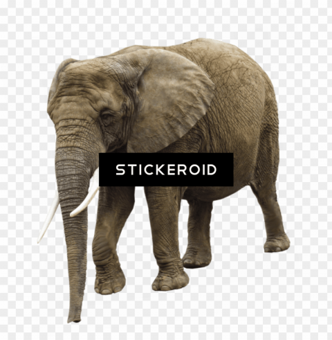 elephant PNG Image Isolated with High Clarity
