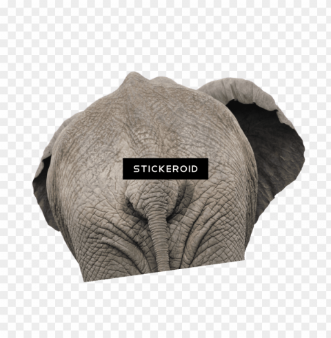elephant back view close up Transparent PNG Object Isolation