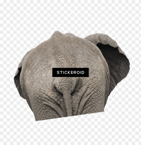 Elephant Back View Close Up Transparent PNG Object Isolation