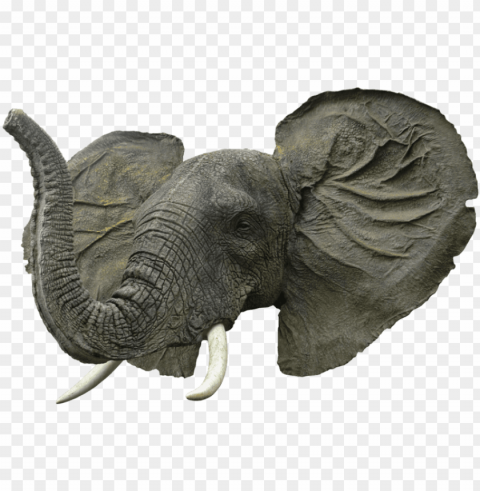 elephant face Clear PNG pictures assortment