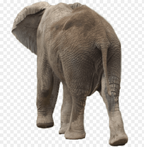 elephant - elephant PNG files with no background wide assortment