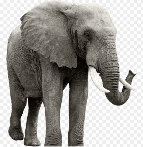 elephant - elephant Transparent art PNG