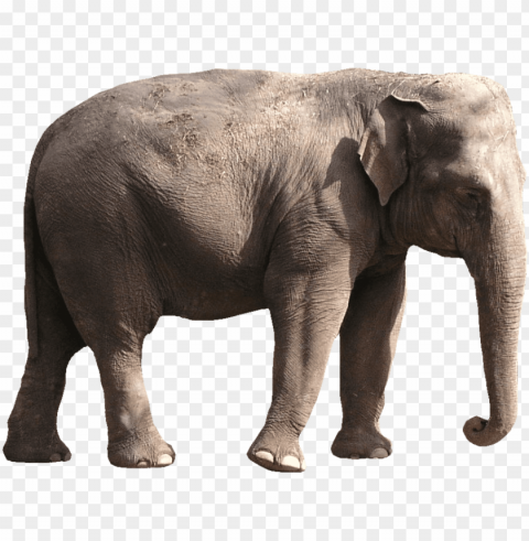 elephant images - elephant images Transparent background PNG gallery PNG transparent with Clear Background ID 6c570334