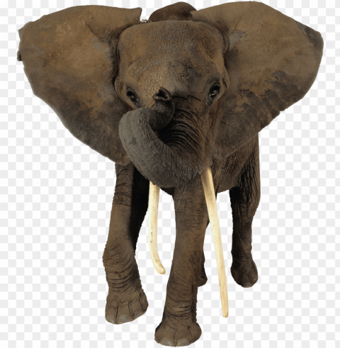 elephant - background elephant Transparent PNG images for digital art