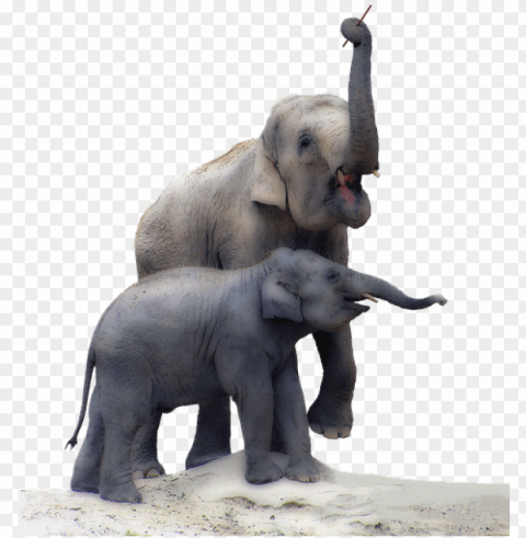 elephant with baby Transparent PNG graphics library PNG transparent with Clear Background ID af71a97a