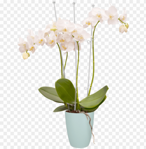 elho brussels orchid high 125cm transparent planters ClearCut Background PNG Isolated Element