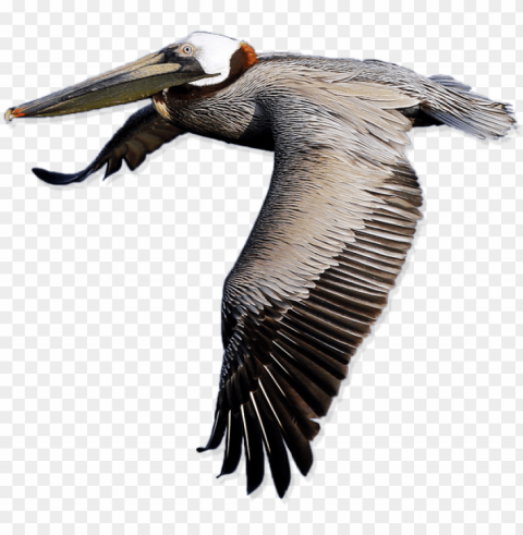 elican png images png images - pelicano Transparent graphics