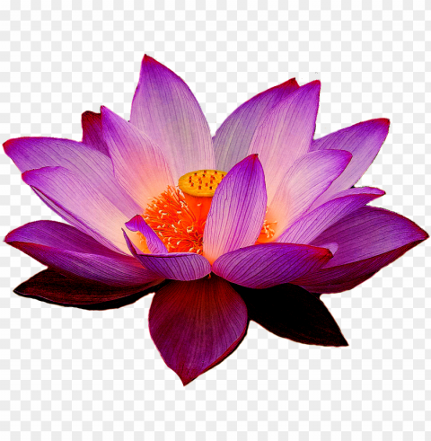 elumbo nucifera lotus yoga fit flower clip art - lotus PNG with transparent background free