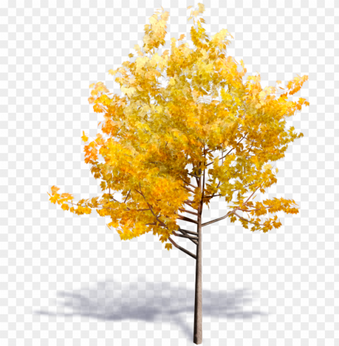 eneric autumn tree - yellow tree Isolated Graphic on Transparent PNG