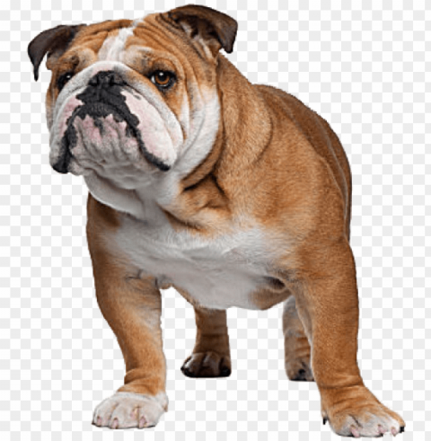 english bulldog complete information about the english - cat breeds with a do PNG Image Isolated with Transparent Detail