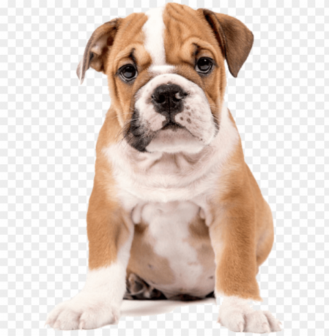english bulldog cross golden retriever PNG Isolated Object with Clear Transparency