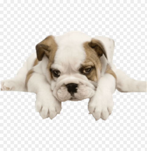 english bulldog puppies Transparent background PNG images selection PNG transparent with Clear Background ID 7f6a6217