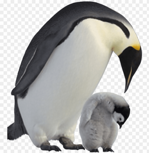 enguin image background - baby penguin PNG transparent elements complete package