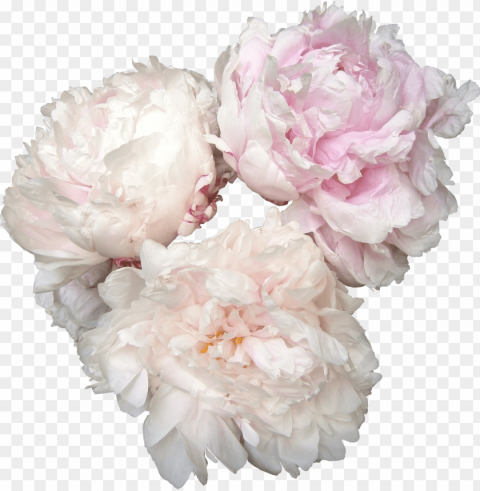 eonies photos - names of bridal bouquet flowers PNG Image Isolated with HighQuality Clarity