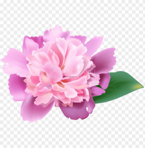 eony cherry blossom - clip art peony flower Isolated Design Element in HighQuality Transparent PNG