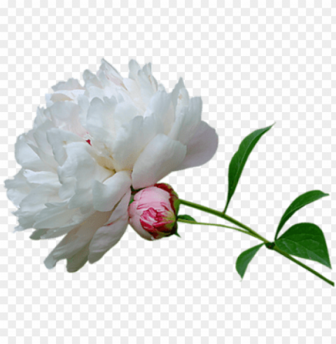 eony-white - peonies white transparent PNG with cutout background