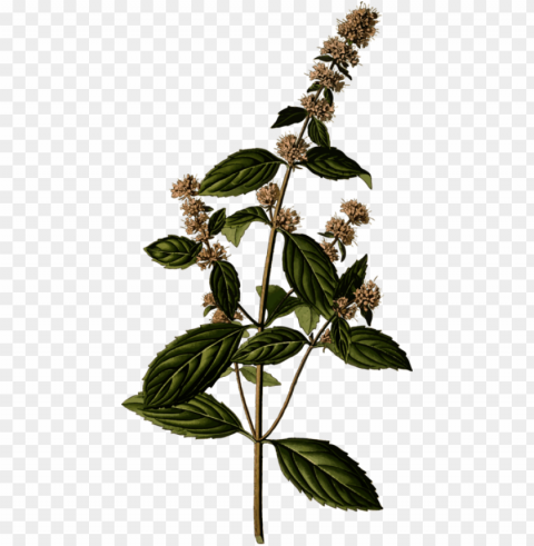 eppermint herb medicinal plants mints - mentha spicata illustratio HighQuality Transparent PNG Isolated Art