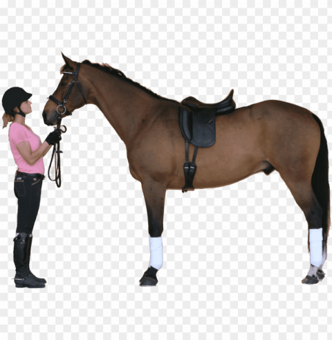 equestrian imports your full service on line source - perfect fit saddle on horse Clean Background Isolated PNG Image