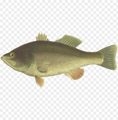 erch largemouth bass fish black sea bass - largemouth bass fish clipart PNG transparent photos library