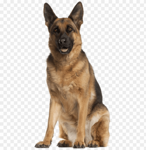 erman shepherd download image - german shepherd Isolated Character with Transparent Background PNG