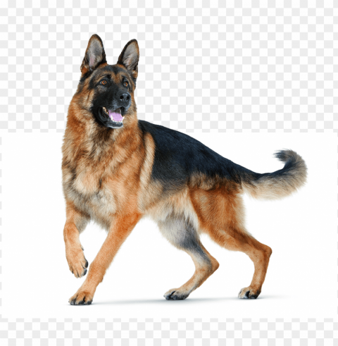 erman shepherds are prone to digestive sensitivity - german shepherd dog Free PNG images with transparent layers