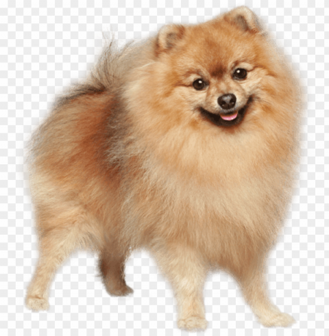 erman spitz mittel german spitz klein pomeranian finnish - german spitz do PNG images with alpha transparency wide selection PNG transparent with Clear Background ID 74e510ec