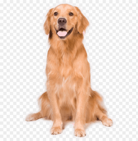 erro - dog sitting down Isolated Design Element in Transparent PNG