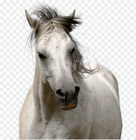 ers horse - horse PNG images with alpha channel diverse selection PNG transparent with Clear Background ID def57b36