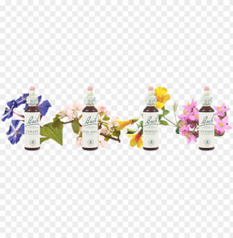 essências florais de bach - traditional medicinals - organic throat coat tea - PNG images with no background comprehensive set