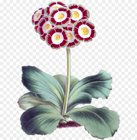 este diseño de producto es hd gorgeous vintage painted - floral magazine 1869 auricula canvas art - james andrews Transparent image PNG transparent with Clear Background ID fc3c0a5f