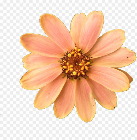 et flower - peach color flowers PNG images for banners PNG transparent with Clear Background ID 712f75b9