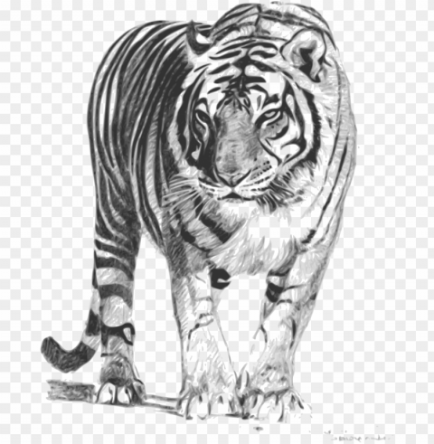 et - royal bengal tiger sketch Isolated Character with Transparent Background PNG