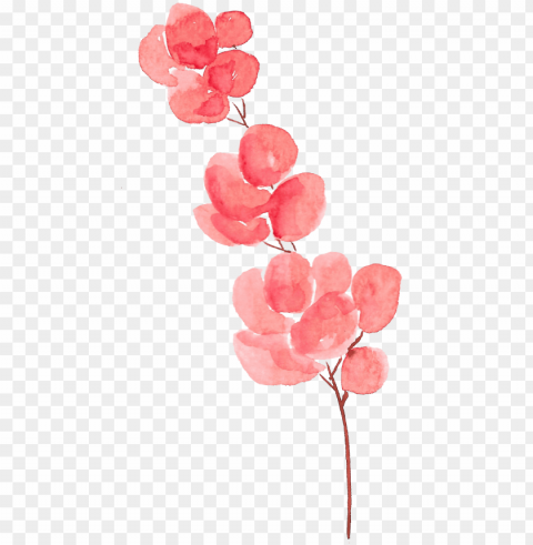 etal flower watercolor painting - watercolor flowers no Transparent Background PNG Isolated Pattern