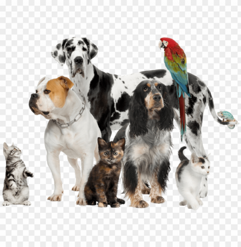 ets - pets in a grou PNG Graphic Isolated on Transparent Background