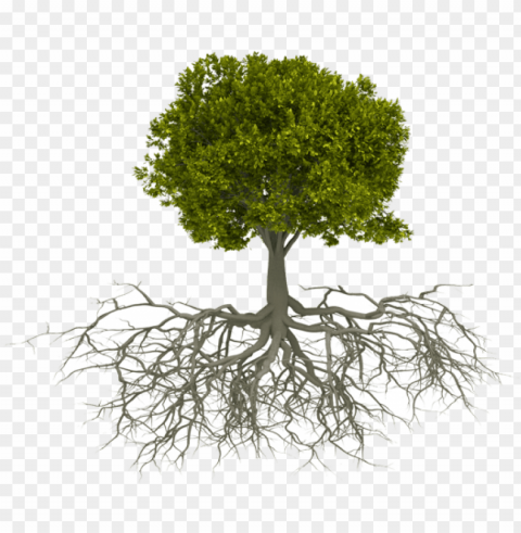 etwork - tree with roots PNG images no background PNG transparent with Clear Background ID 11d15964