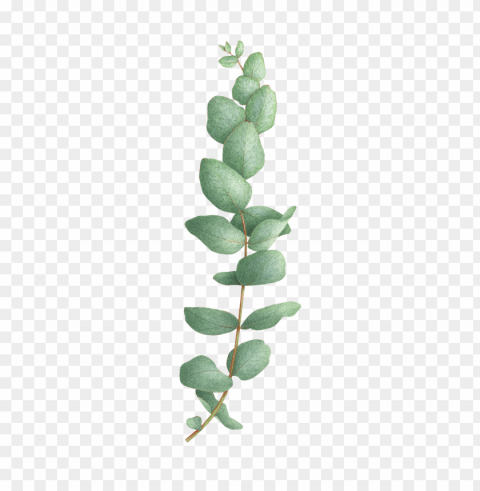 eucalyptus cinerea - eucalyptus tattoo Isolated Element in Clear Transparent PNG