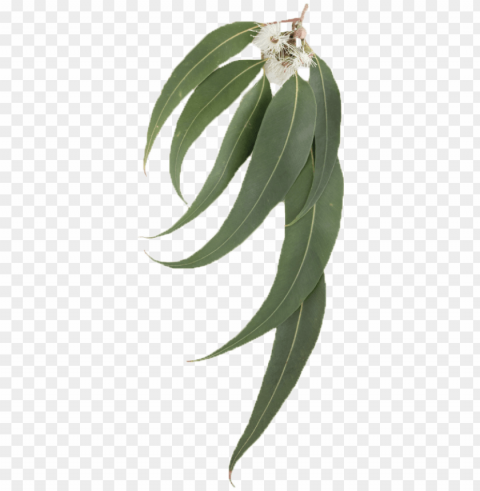 eucalyptus leaf - eucalyptus leaves transparent background PNG images without watermarks
