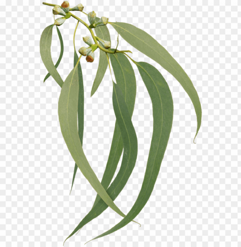 eucalyptus - tree PNG images for printing