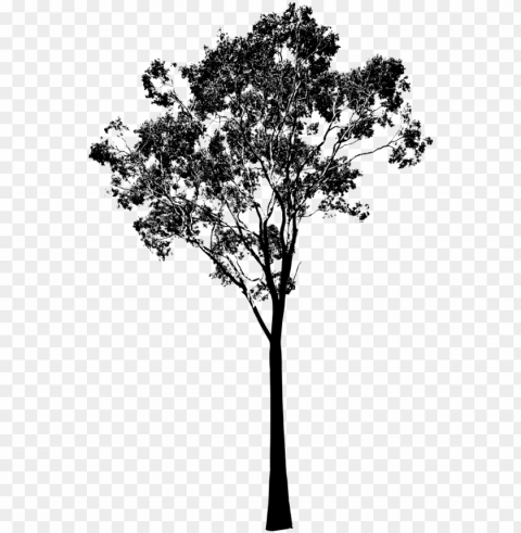 eucalyptus tree gum tree vector - eucalyptus tree clip art Isolated Subject with Transparent PNG