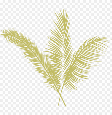 eugene local food carts - yellow palm leaves High-resolution transparent PNG images assortment