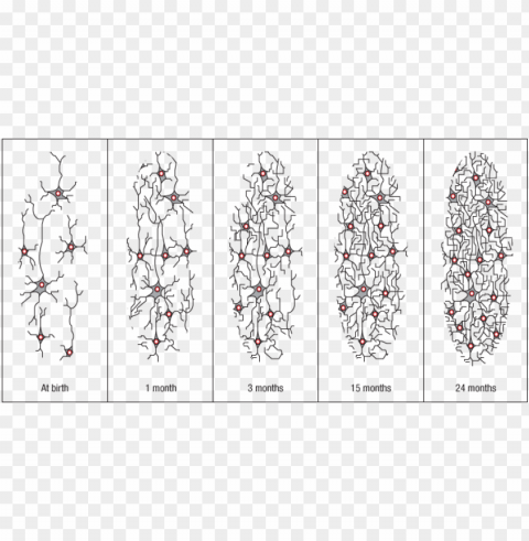 Euron Networks - Neuron Connections At Birth Clear Background PNG Images Diverse Assortment