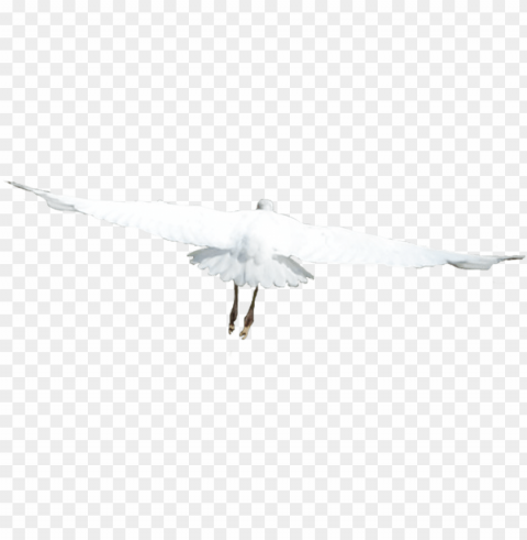 european herring gull PNG with no background required PNG transparent with Clear Background ID c38196c8