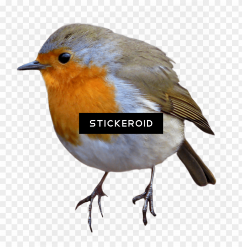 european robin Isolated Artwork with Clear Background in PNG